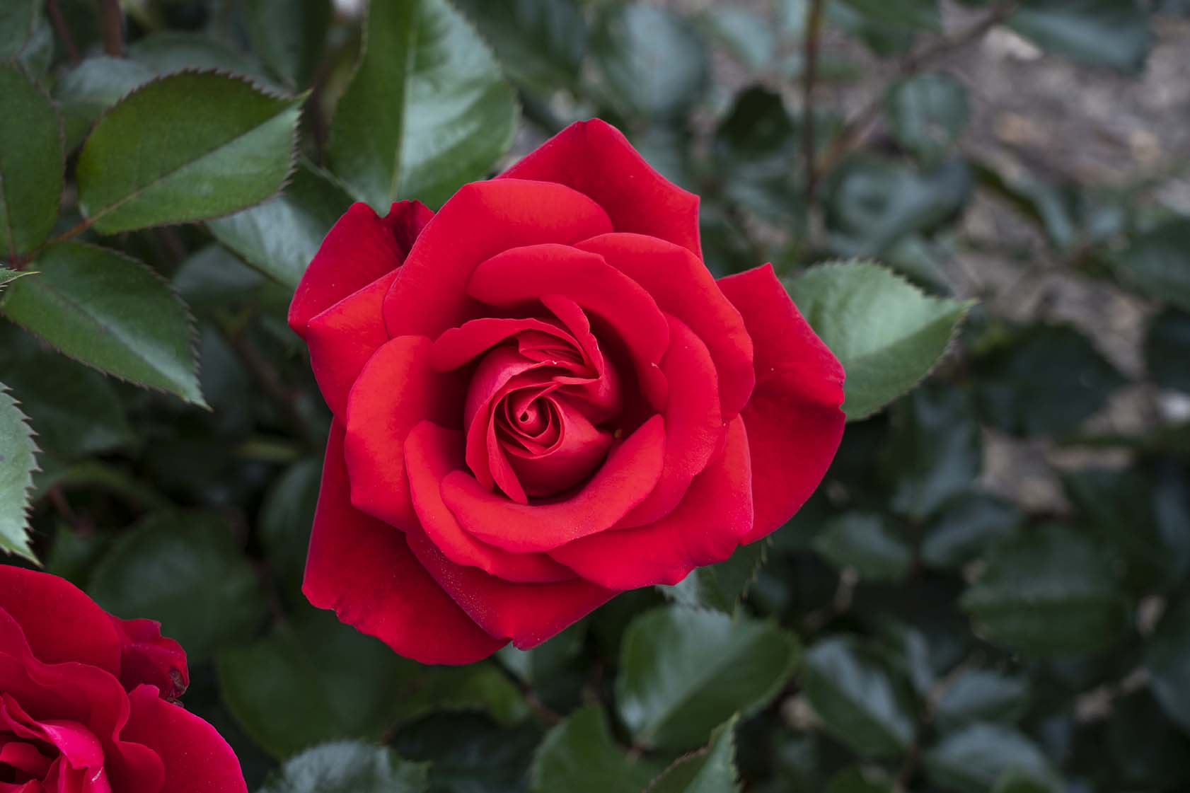 Red Roses gallery image 1