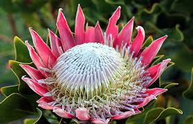 Protea flowers gallery image 1